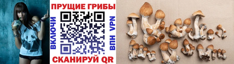 Псилоцибиновые грибы Cubensis  где можно купить   ссылка на мегу ссылки  Красноармейск 